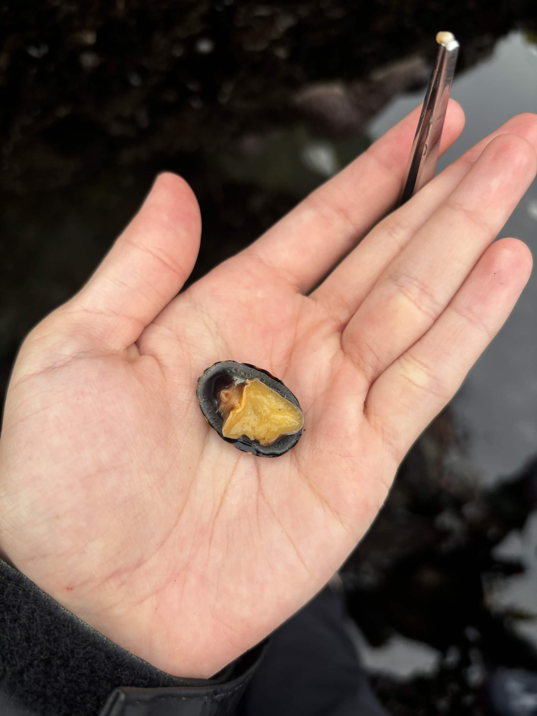 Hand holding an opened mussel with bright orange flesh over dark water