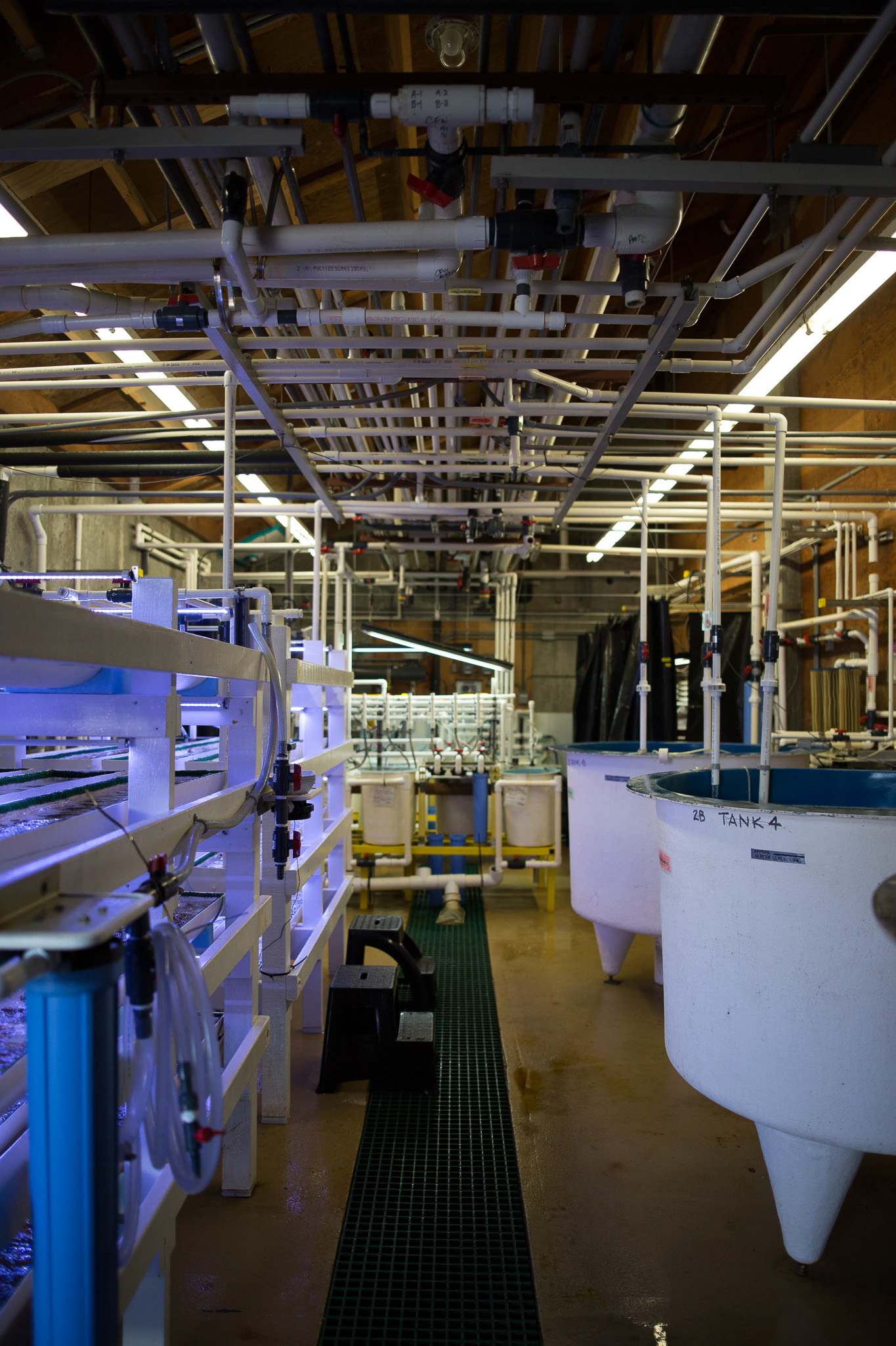 A research lab in Bodega Marine Laboratory with several circular tanks to one side, and pvc piping to the other side