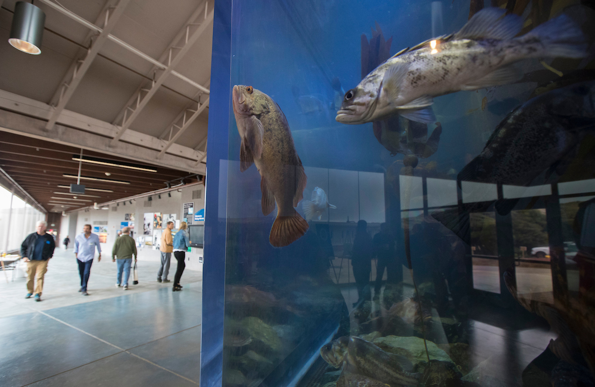A blue tank filled with rockfish in the forefront, and in the background people milling around a large hall at the entrance to BML