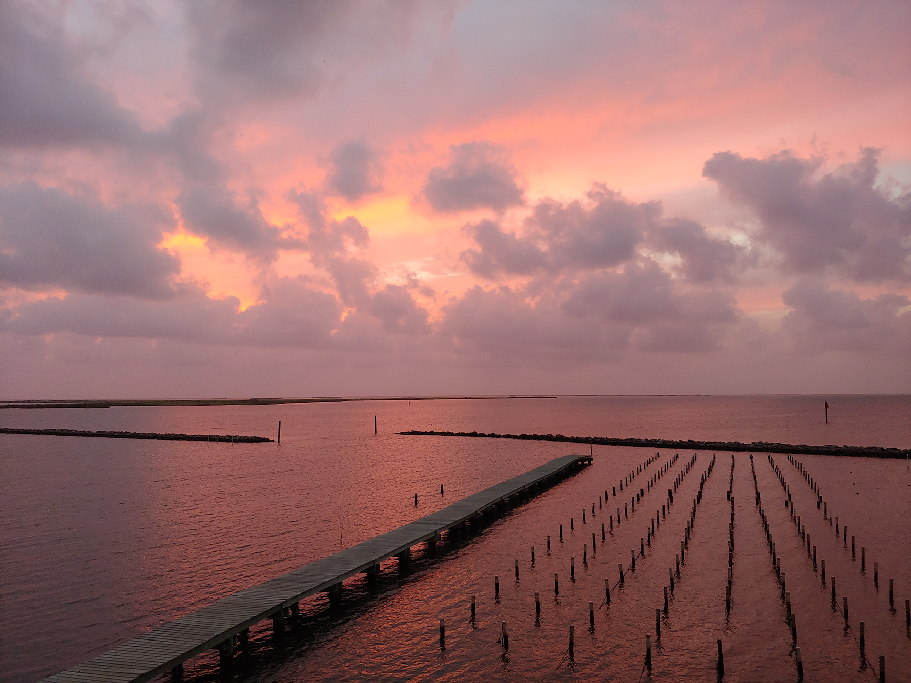 Oyster beds stretching off into the water, bathed in the pink light of sunset