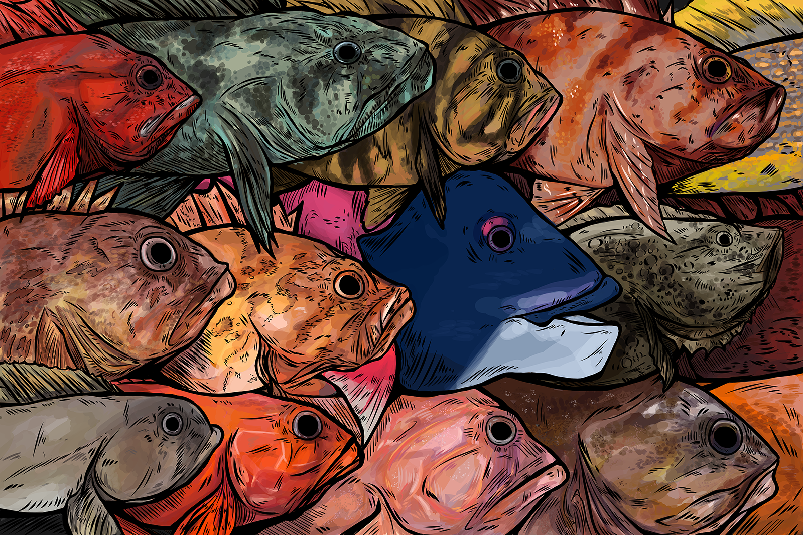 An illustration showing many types of rockfish layered together