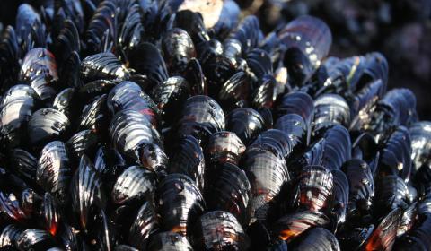 A cluster of mussels crowded together on a rock
