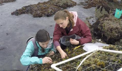 Two people crouching down on a rocky mussel bed conducting a survey.