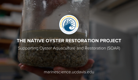 The Native Oyster Restoration Project