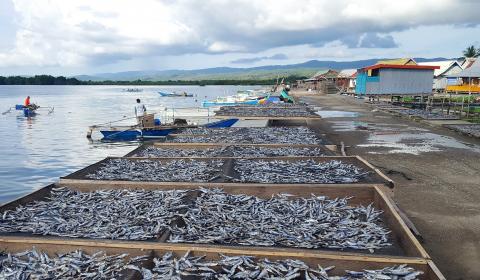 Drying racks filled with fish along a shoreline