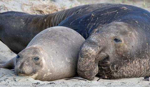 A close-up of two seals resting together on a sandy beach.