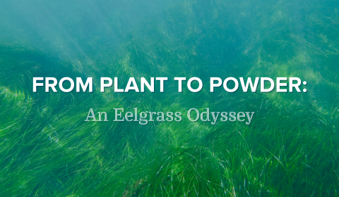 Underwater Foliage: The Oceans' Best Kept Secret