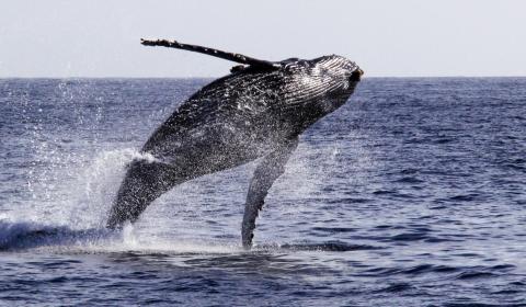 A whale breaching out of the water
