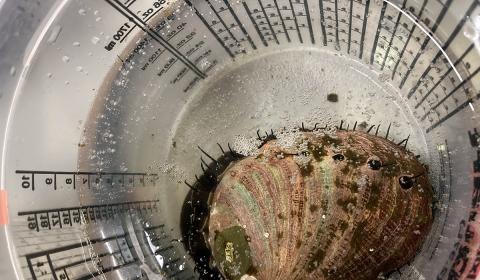 Shown from above, a red abalone sits in a glass jar full of water. The abalone is oval shaped, with a row of breathing holes in its shell and small tentacles fanning out from under the shell.