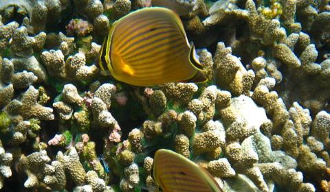 Two yellow-brown butterflyfish with dark stripes swimming above a coral reef.