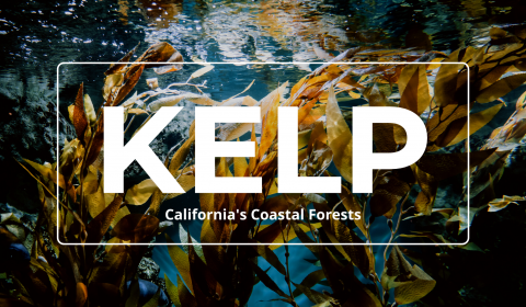 Kelp: California's Coastal Forests