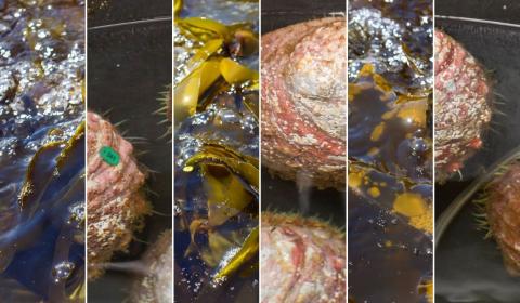 Alternating bands of images that show kelp growing in a tank and adult white abalone shells.