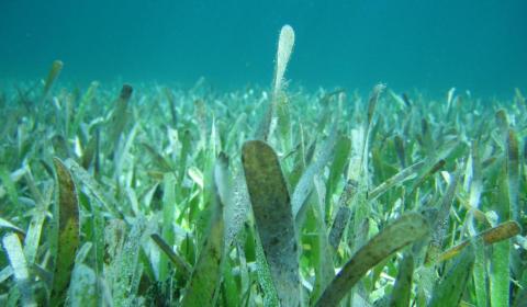 Seagrasses shown up close under water