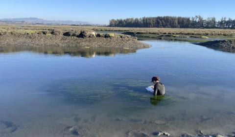 A person standing deep in a slough and surrounded by seagrasses, recording data on a notepad