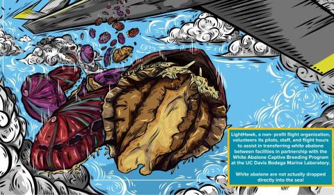 A colorful illustration showing an imagined view of white abalone falling out of a plane into the ocean with the caption "LightHawk, a non- profit flight organization, volunteers its pilots, staff, and flight hours to assist in transferring white abalone between facilities in partnership with the White Abalone Captive Breeding Program at the UC Davis Bodega Marine Laboratory.  White abalone are not actually dropped directly into the sea!"