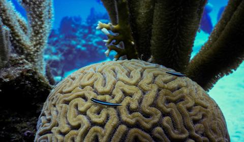A large coral shown underwater with small, brightly colored gobies swimming around it.