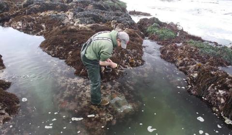 A person standing in an intertidal area, adjusting a censor strapped to a rock underwater.
