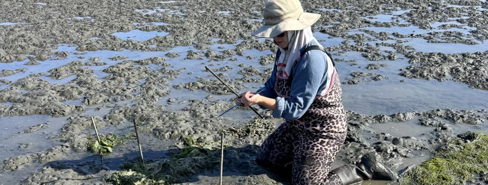 Person in sunhat and waders kneeling on muddy tidal flat at low tide
