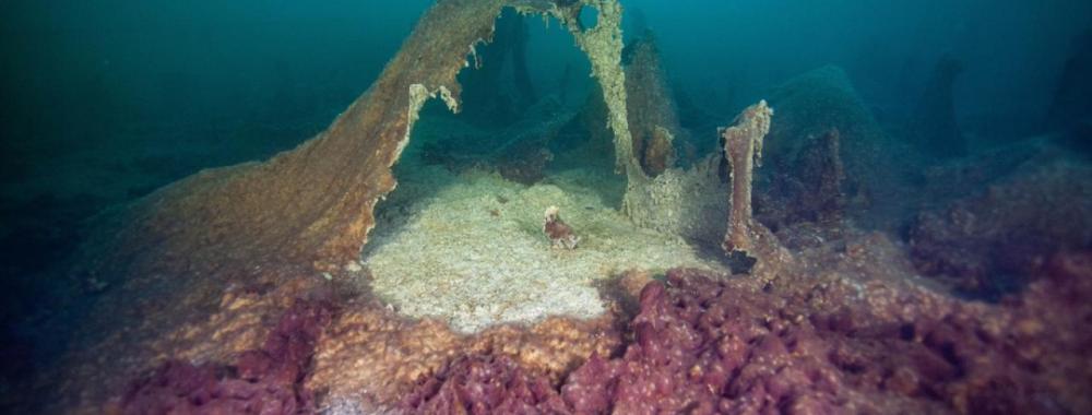 An underwater scene showing microbial mats in shades of purple and beige.