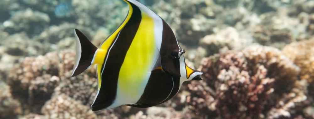 A Zanclus cornutus (Moorish idol), with distinctive yellow and black stripes, shown underwater in a reef