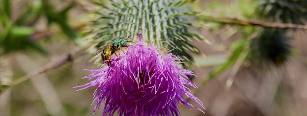 Close-up purple thistle bloom with spiky green buds