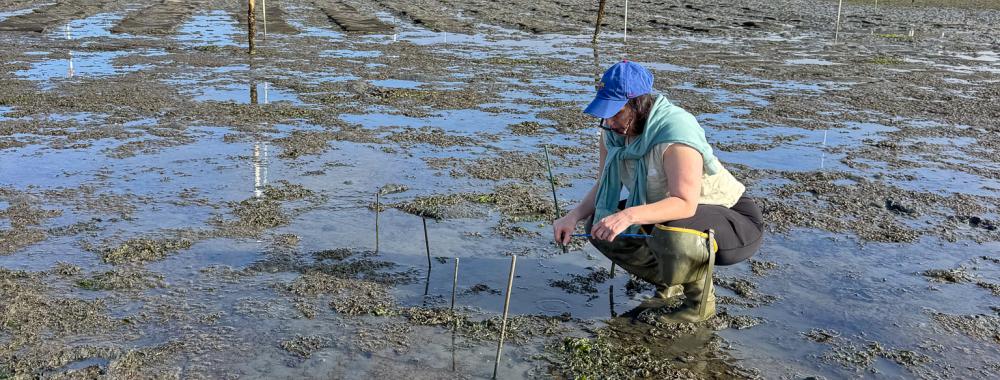 Person kneeling on muddy tidal flat, installing planting stakes under blue sky