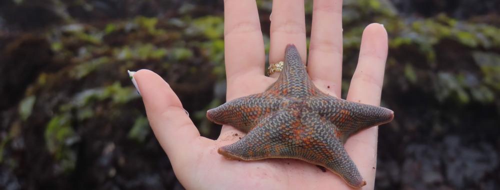 A brown and orange sea star sits in the palm of a student. Behind, people are exploring the seagrass-covered rocks of a tide pool.
