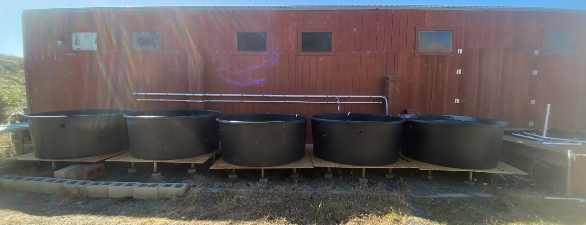SRJC Intern Keith Mo's photo of a row of seagrass tanks
