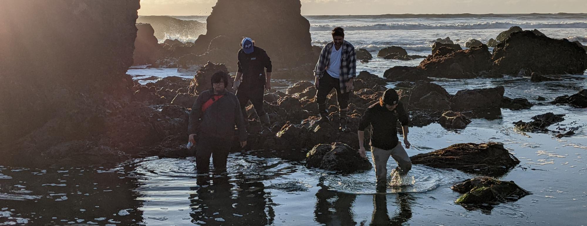 A group of students wading into knee deep water in a rocky intertidal area.