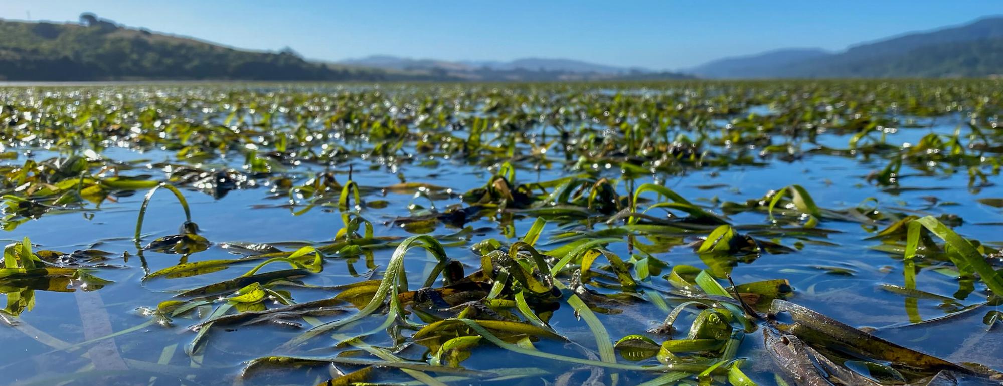 A seagrass meadow shown from a partially submerged view with blue skies overhead.