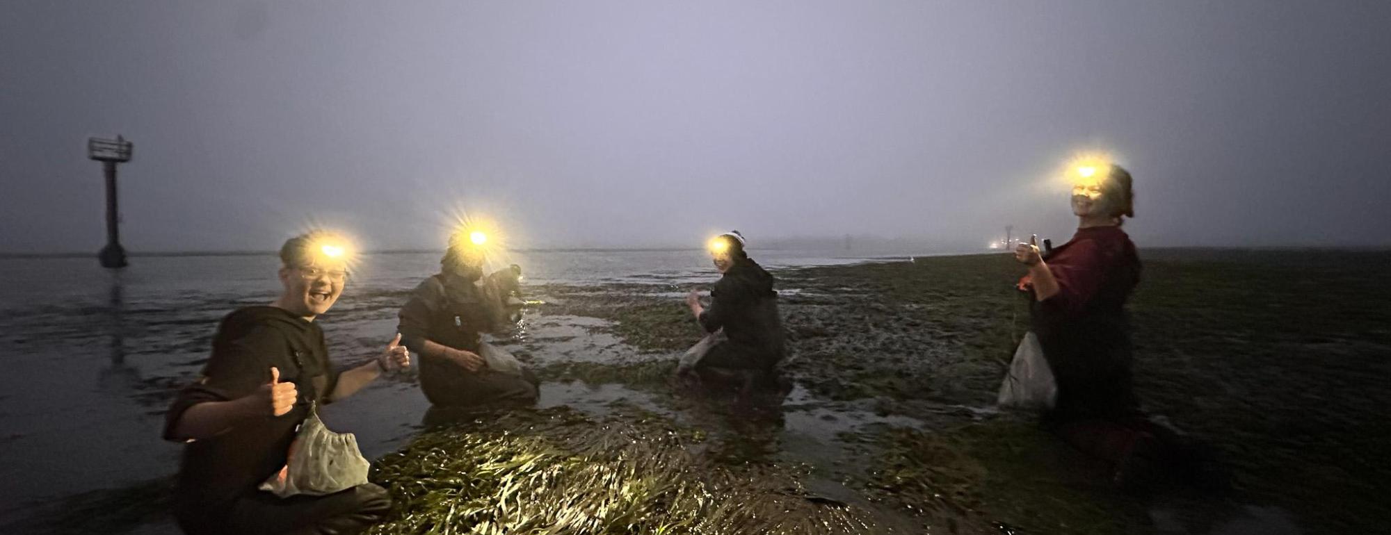 Four people wearing headlamps working waist deep in a seagrass meadow at dawn.