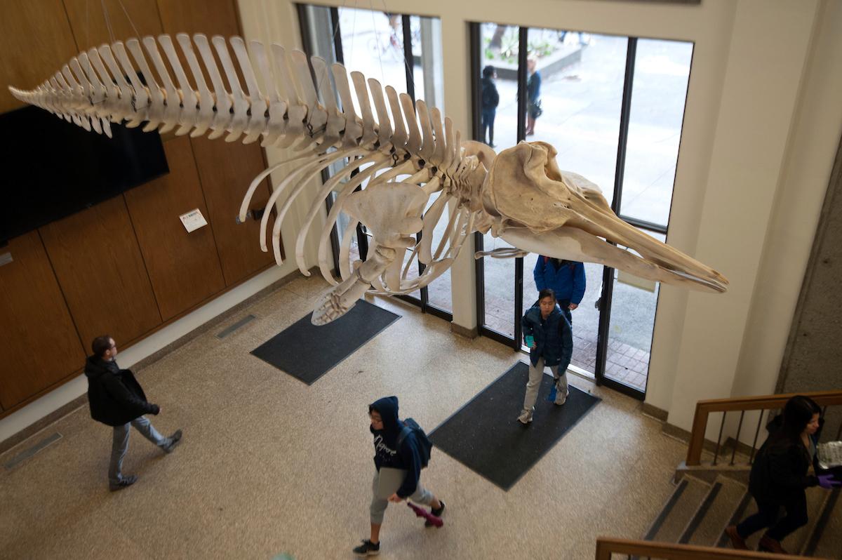 A downward view of the entrance to Storer Hall. The front of the building has glass doors and large glass windows, with linoleum flooring and rugs at the entrances. Three students are visible walking in and out of the doors and above them hangs the skeleton of a beaked whale.