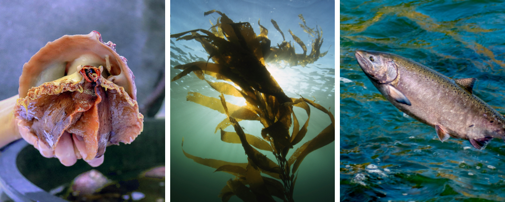 A panel of three images showing a white abalone, kelp, and salmon