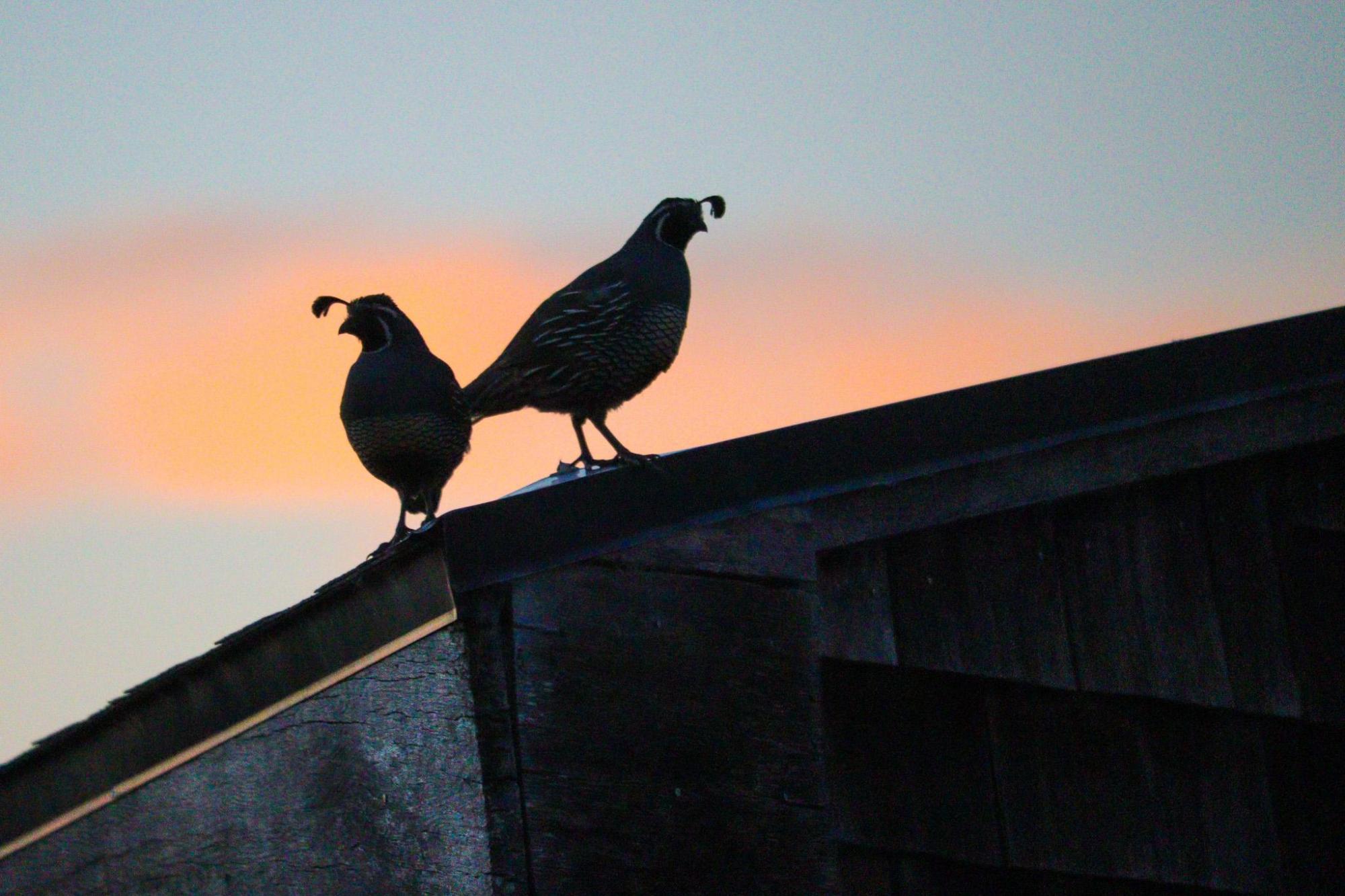 Two California Quail shown in silhouette against a sunset background