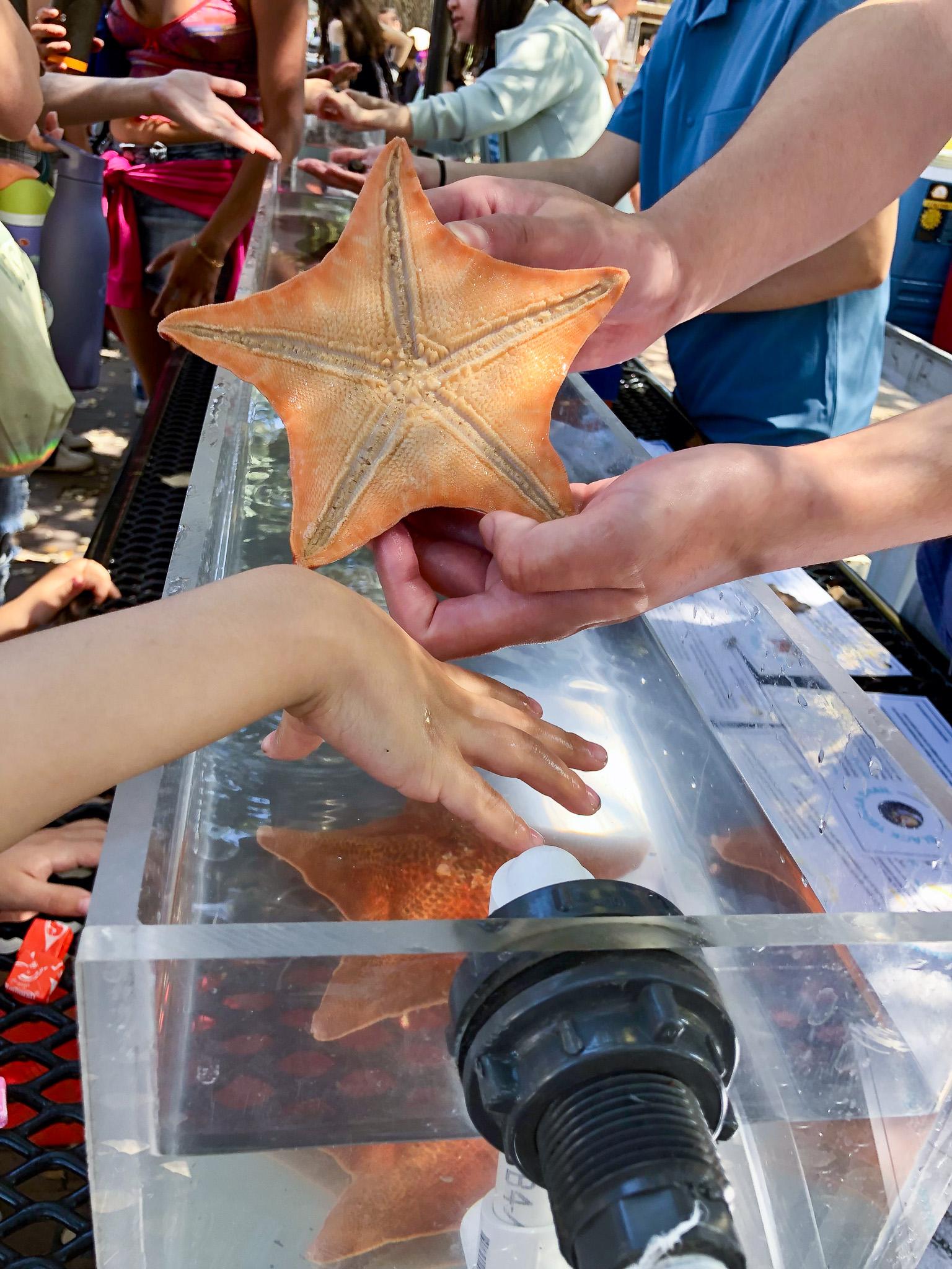 Hands holding up a bat star out of a tank filled with marine creatures