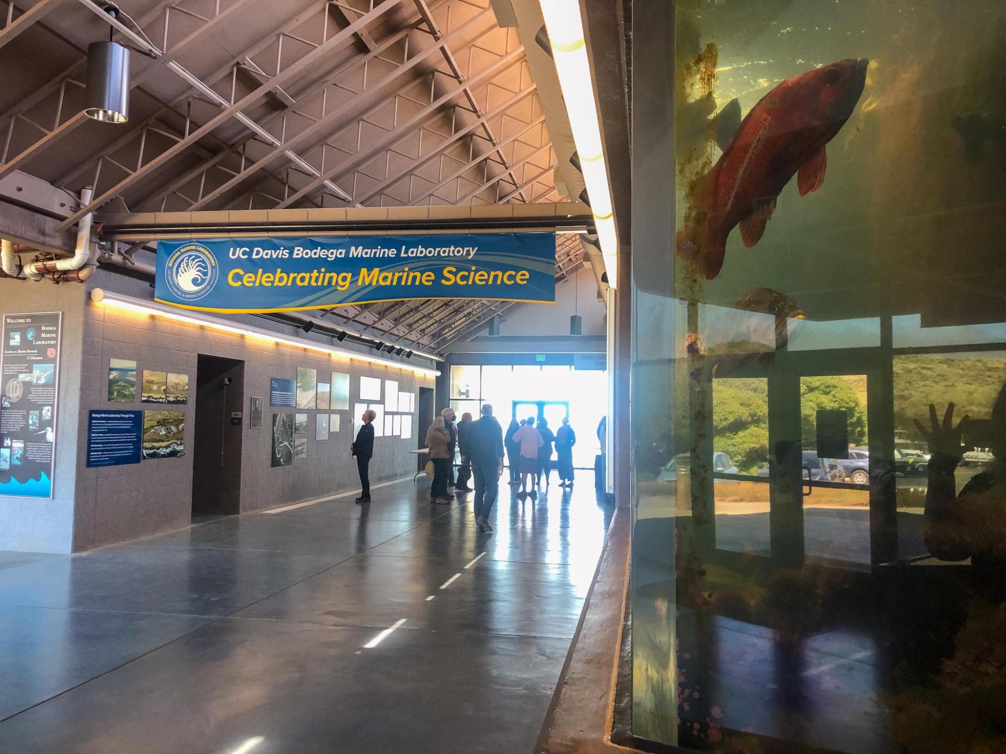 A view of the Great Hall inside Bodega Marine Laboratory, with a large aquarium to one side and a sign saying Celebrating Marine Science hanging from the high ceiling.