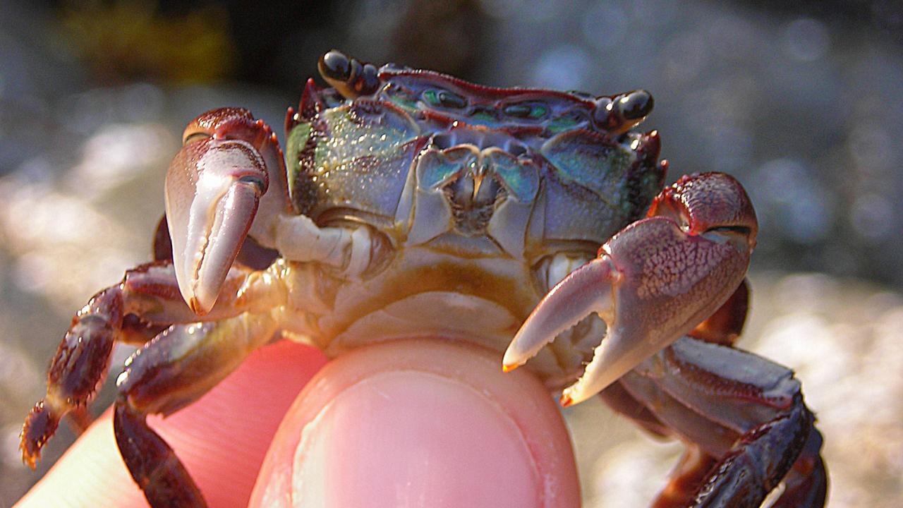Crustacean Physiology Coastal and Marine Sciences Institute