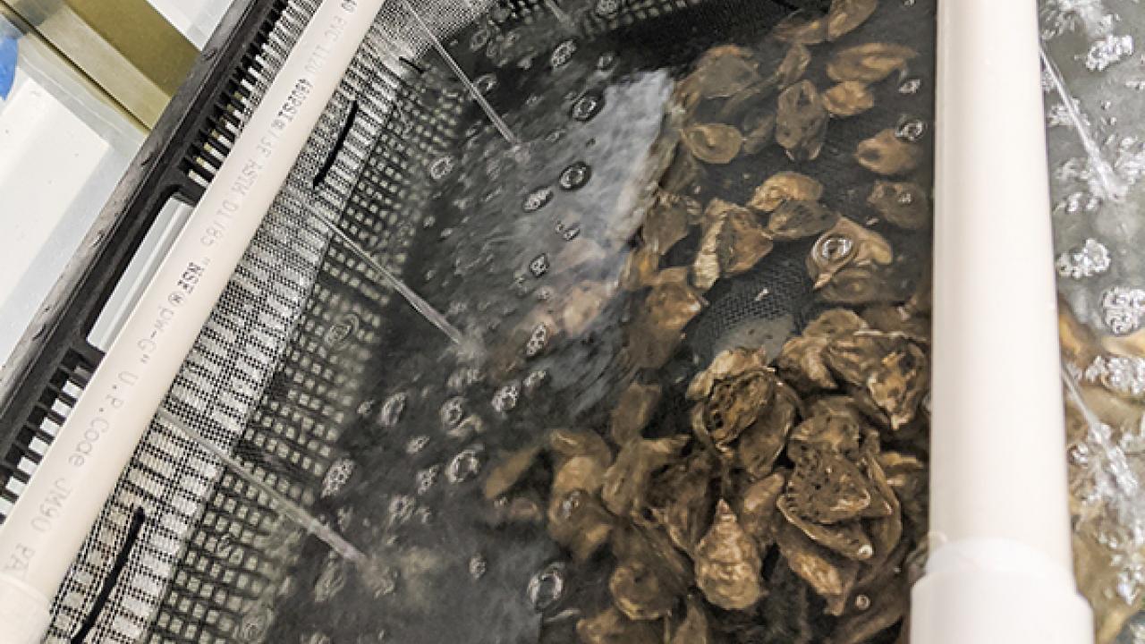 Juvenile Oysters