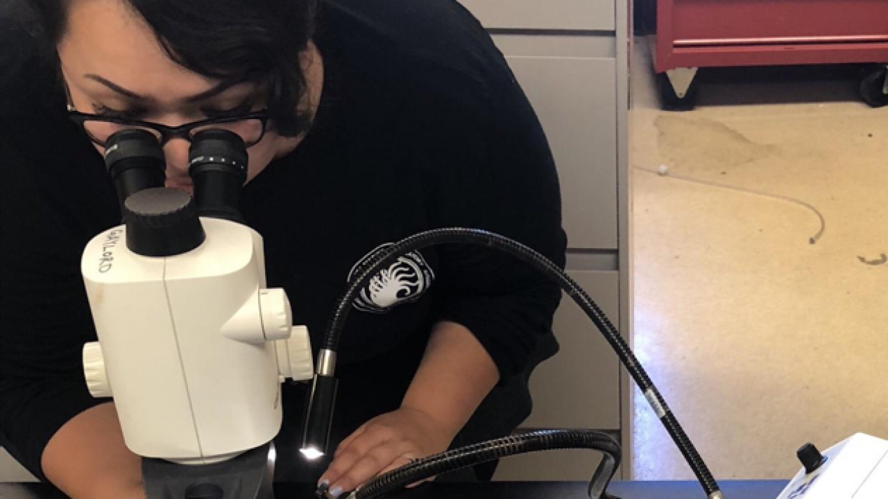 Analyzing glass slides with limpet secretions for my research project. PC: Alisha Saley