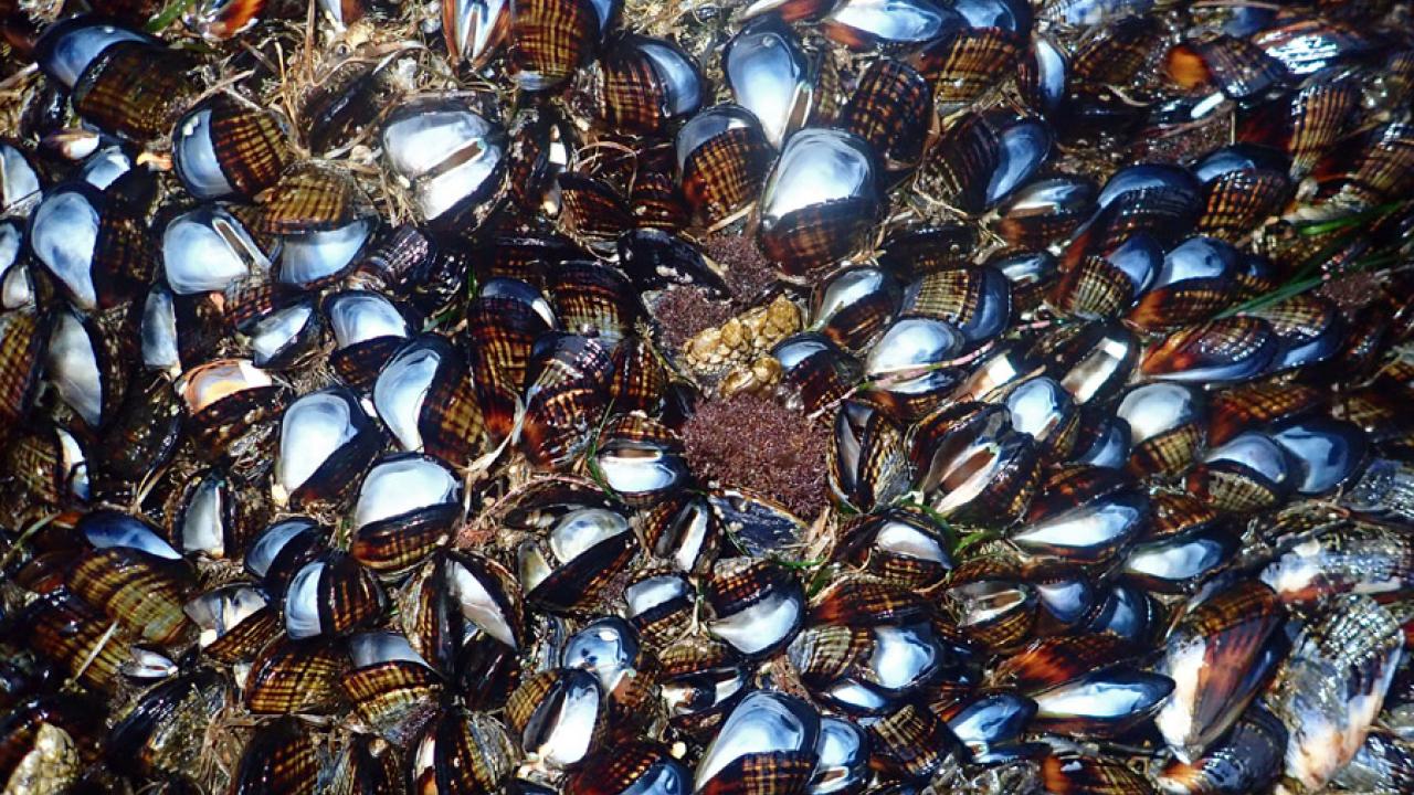 Dead mussels on the rocks in the Bodega Marine Reserve on June 19. (Photo by Jackie Sones)