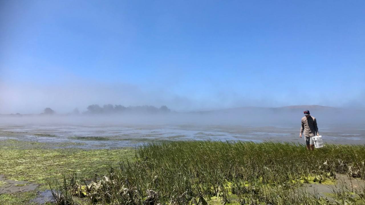 Blake searching through the salt marsh in Bodega Bay for the lined shore crab (Pachygrapsus crassipes). PC: Jan Walker
