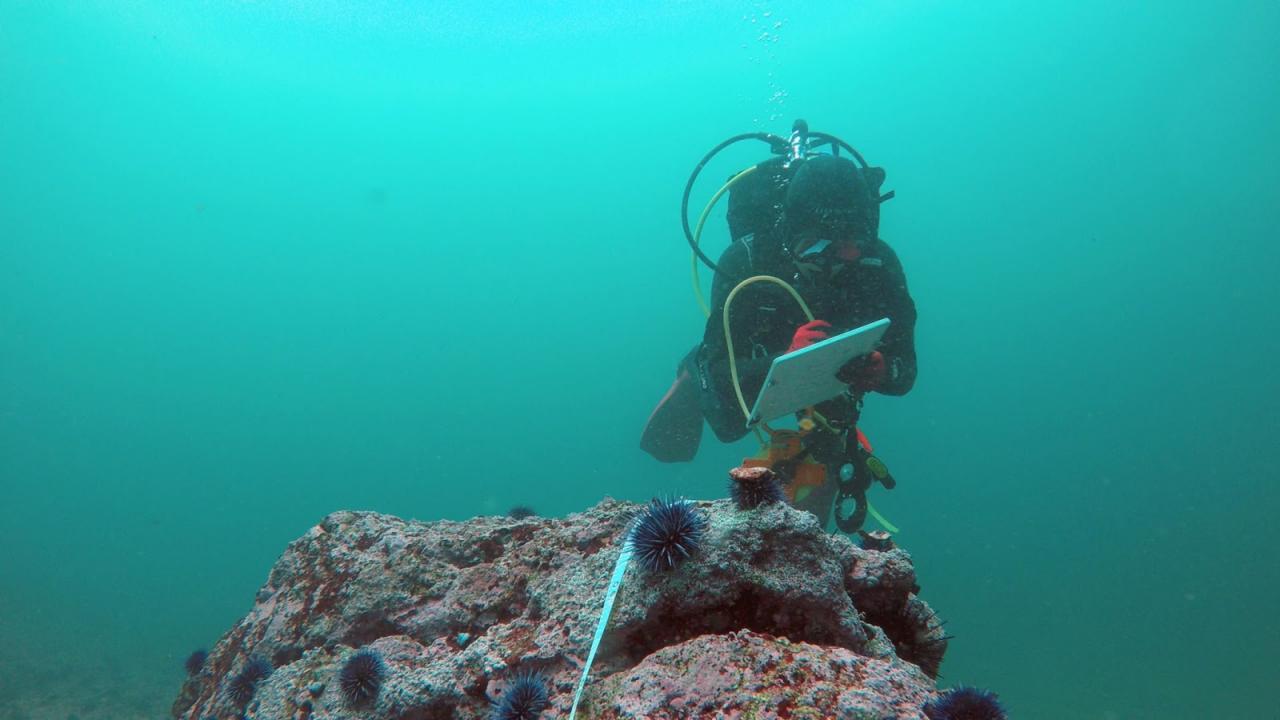 Underwater image of a researcher taking notes next to a rock that has a purple urchin perched on top of it.