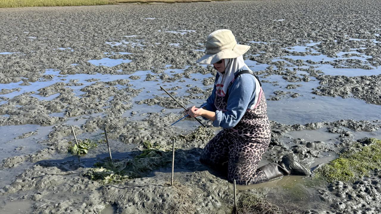 Person in sunhat and waders kneeling on muddy tidal flat at low tide