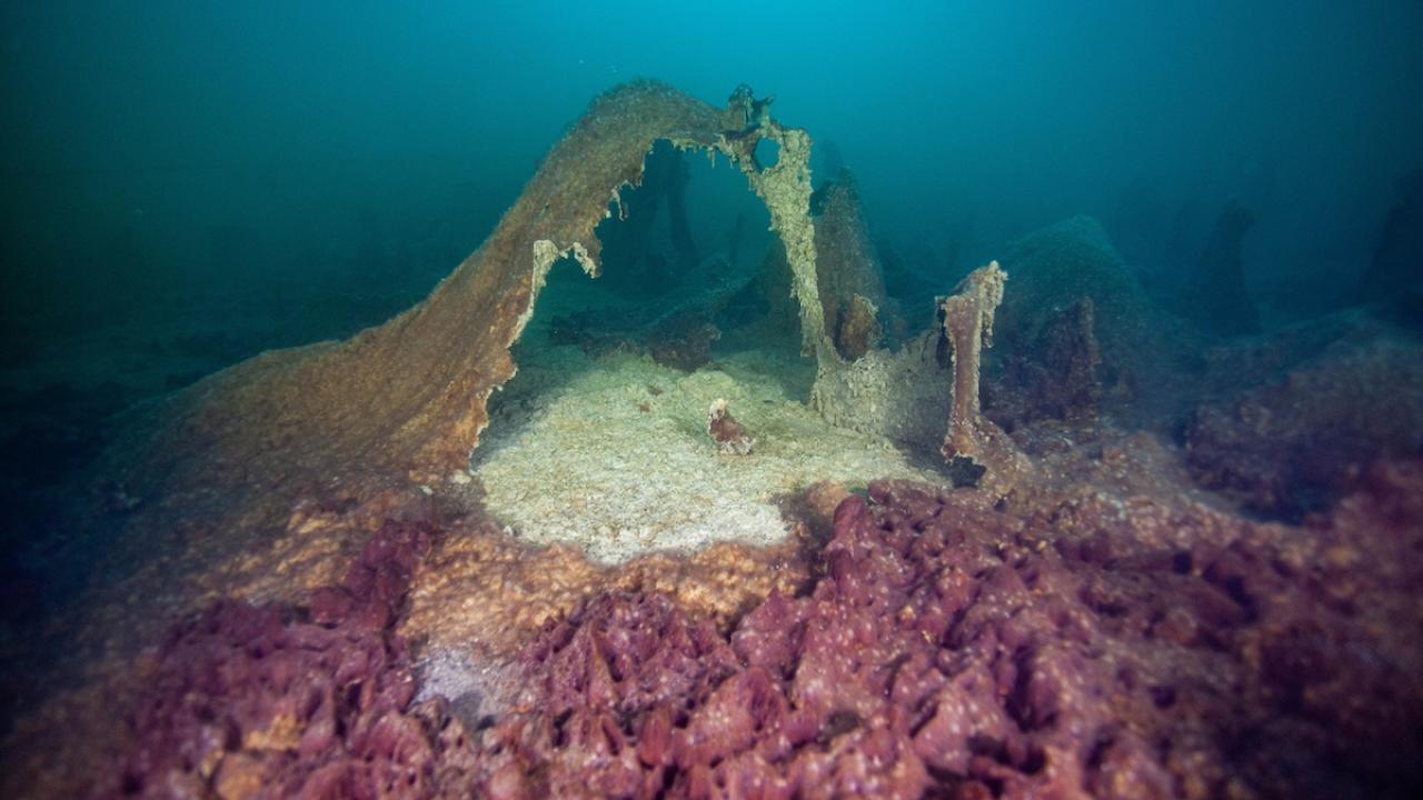 An underwater scene showing microbial mats in shades of purple and beige.
