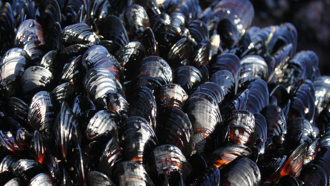 A cluster of mussels crowded together on a rock