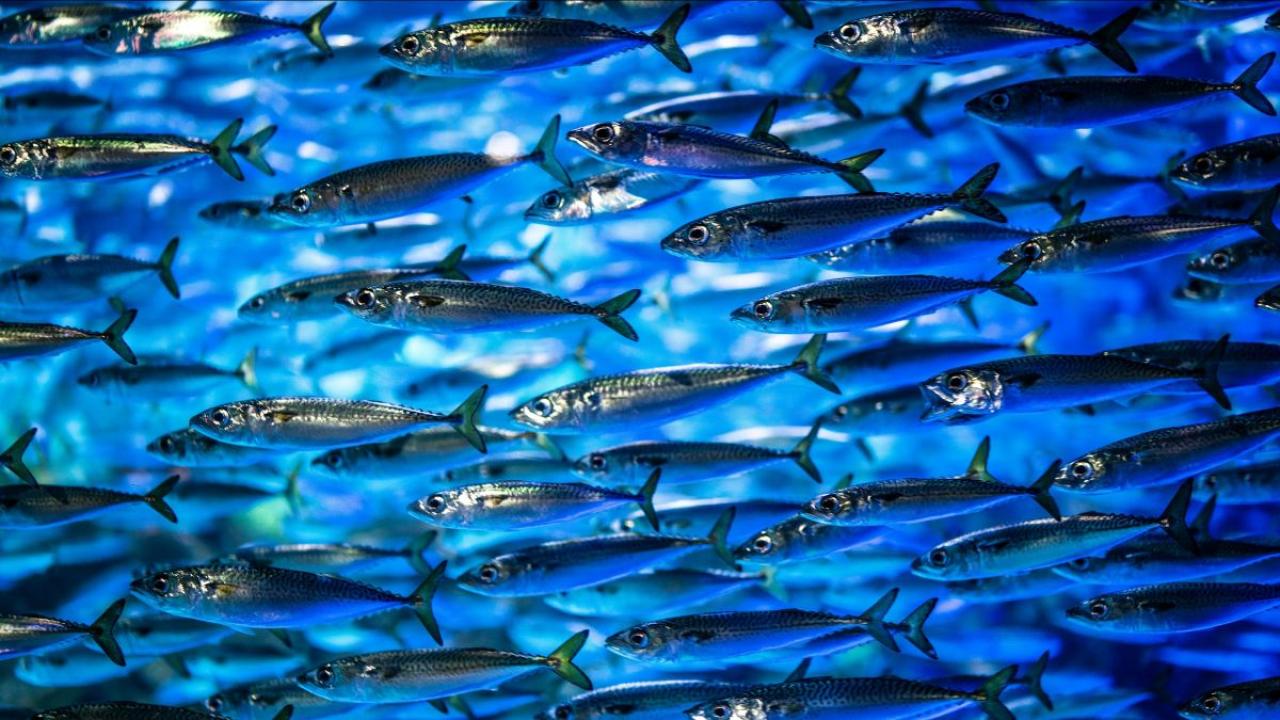 A blue toned image showing lots of small, silvery fish