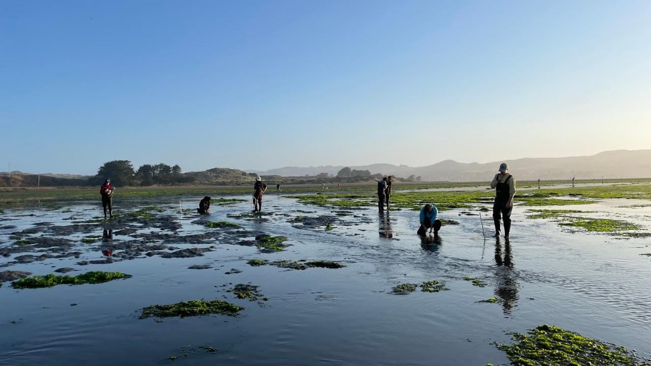 Several people conducting fieldwork in a mudflat