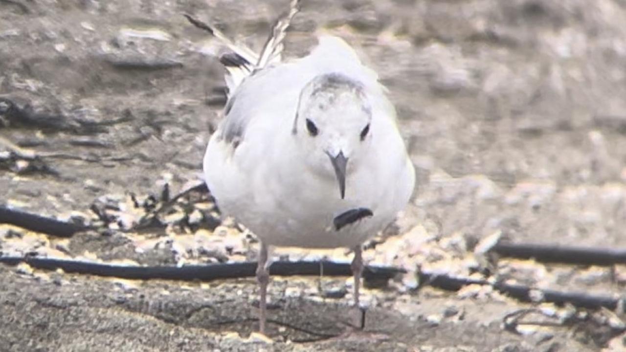 A close up of a gull on top of a sandy beach