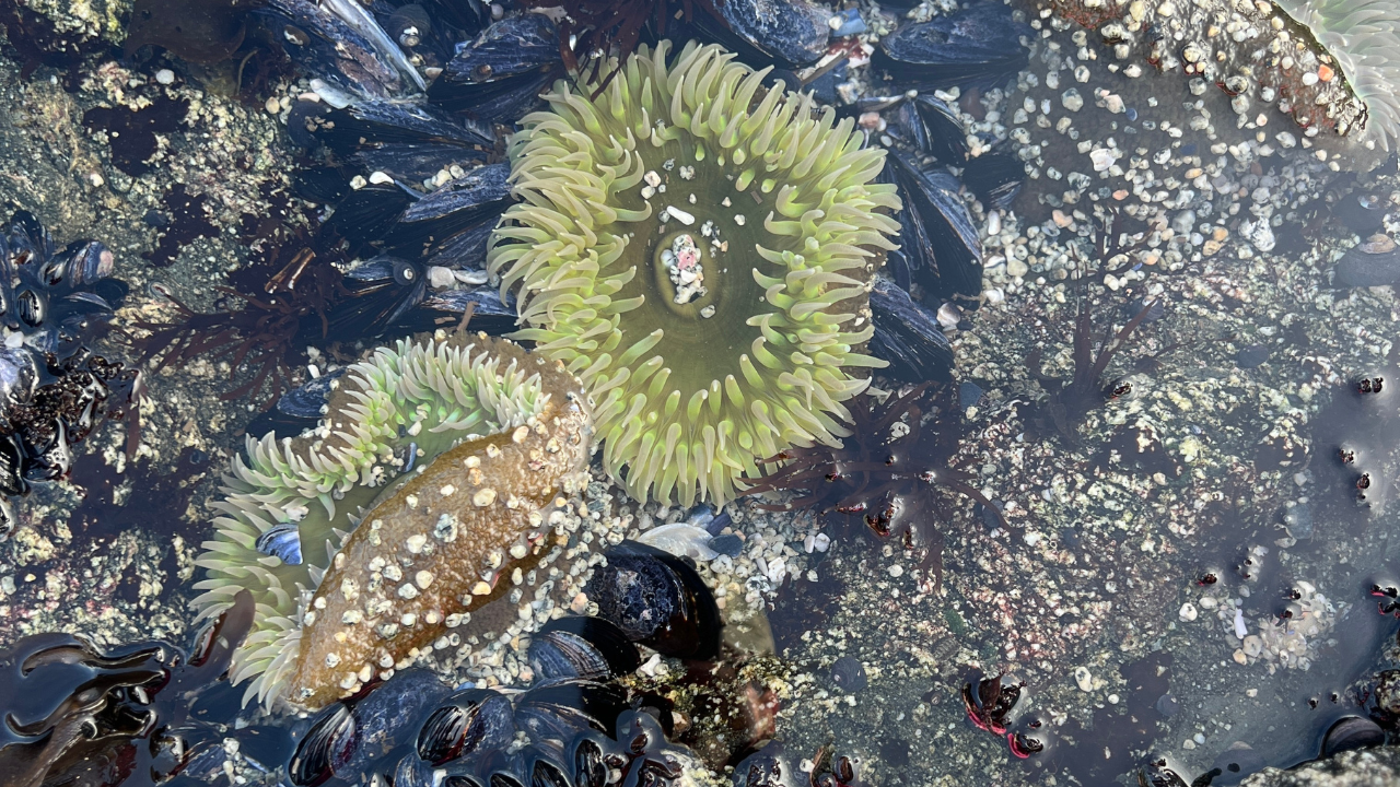 A cluster of green anemones with debris in the center of them.