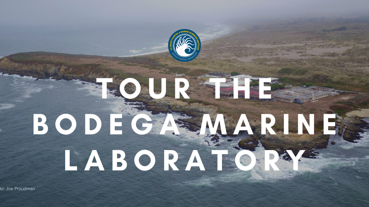 An aerial view of Bodega Marine Laboratory and the Bodega Marine Reserve with an overlay of white lettering that says Tour the Bodega Marine Laboratory